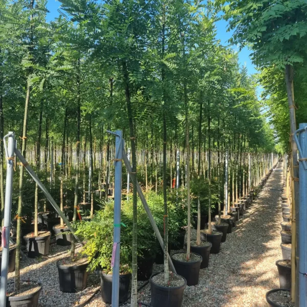 Sophora japonica (Japonska sofora)