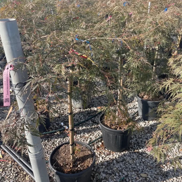 Acer palmatum dissectum 'Inaba Shidare'