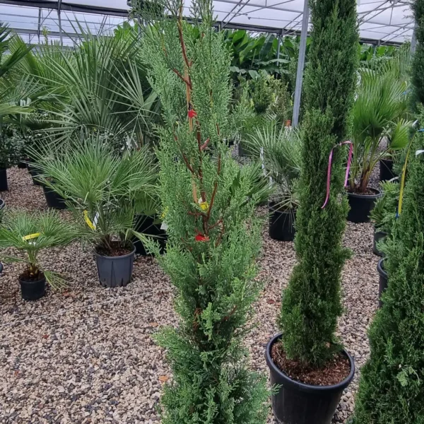 Cupressocyparis leylandii 2001 (Lejlandova cipresa)