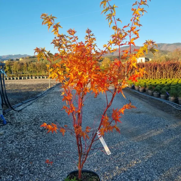 Acer palmatum 'Sango Kaku' (Pahljačasti javor)