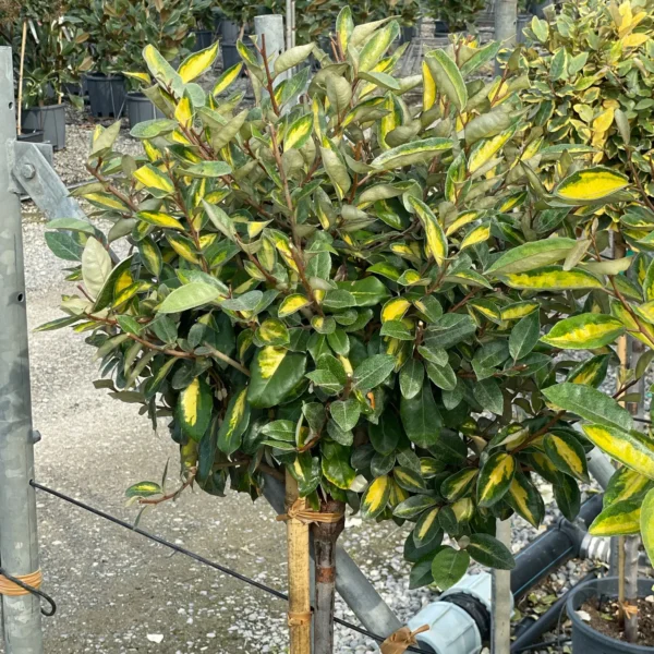 Eleagnus x ebbingei 'Limelight' (Pisanolistni oljkovec)