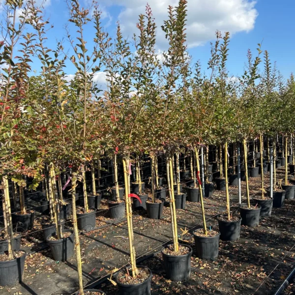 Lagerstroemia Ind. Superviolacea (Lagerstremija)