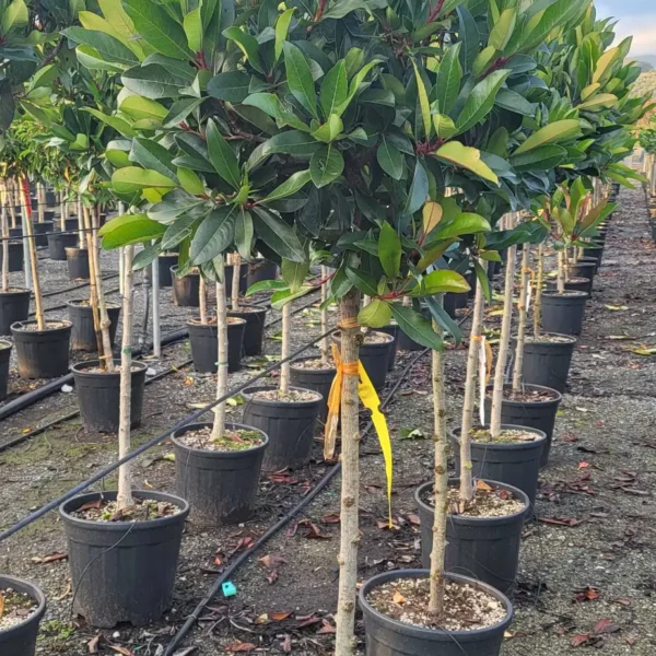 Eriobotrya 'Coppertone' (Japonska nešplja)