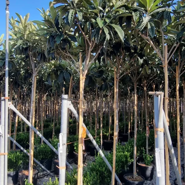 Eriobotrya japonica (Japonska nešplja)