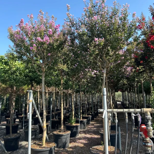 Lagerstroemia Ind. Superviolacea (Lagerstremija)