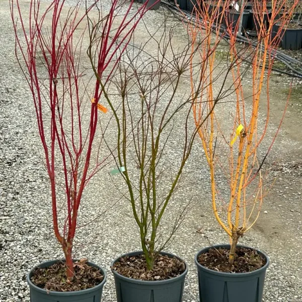 Acer palmatum 'Bi-hoo' (Japonski javor)