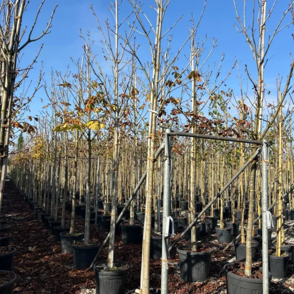 Aesculus hippocastanum (Navadni divji kostanj)