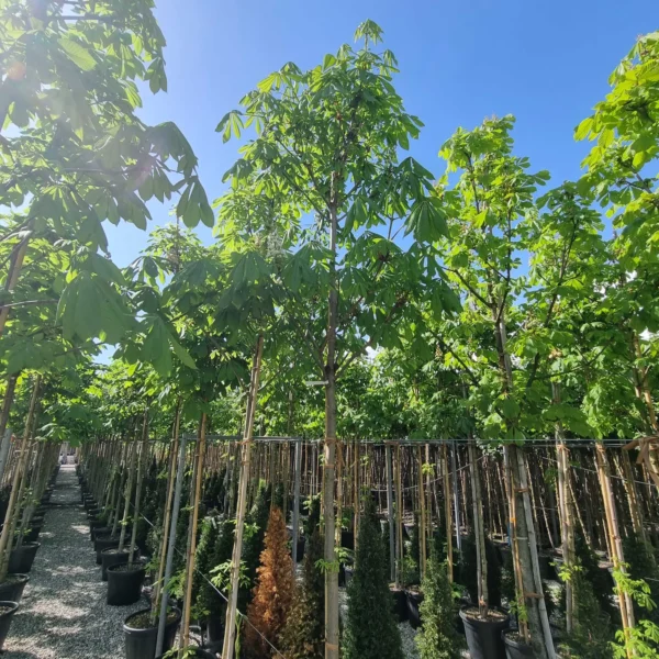 Aesculus hippocastanum (Navadni divji kostanj)