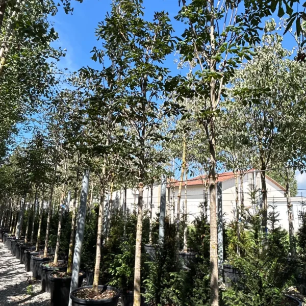 Aesculus hippocastanum (Navadni divji kostanj)