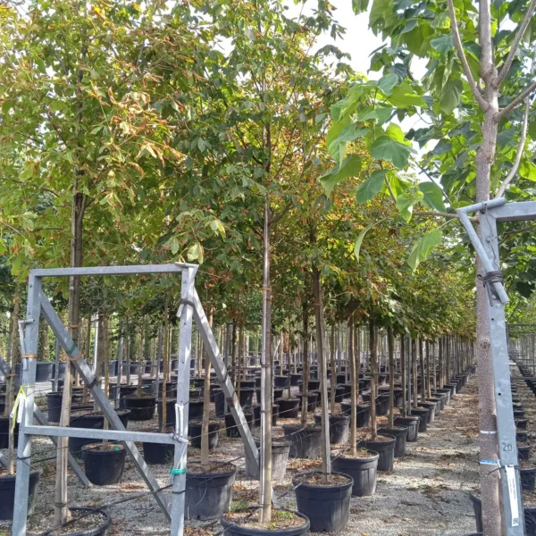 Aesculus hippocastanum 'Baumanii' (Divji kostanj)