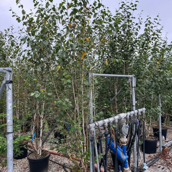 Betula utilis 'Jacquemontii' (Himalajska breza)