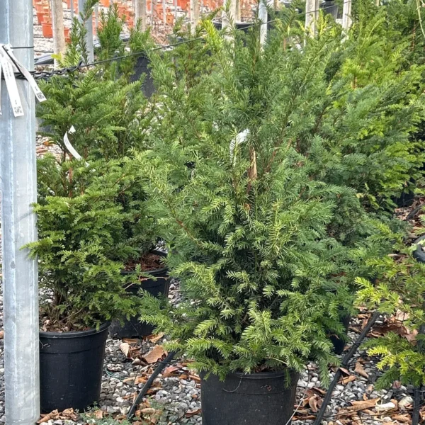 Taxus baccata (Navadna tisa)