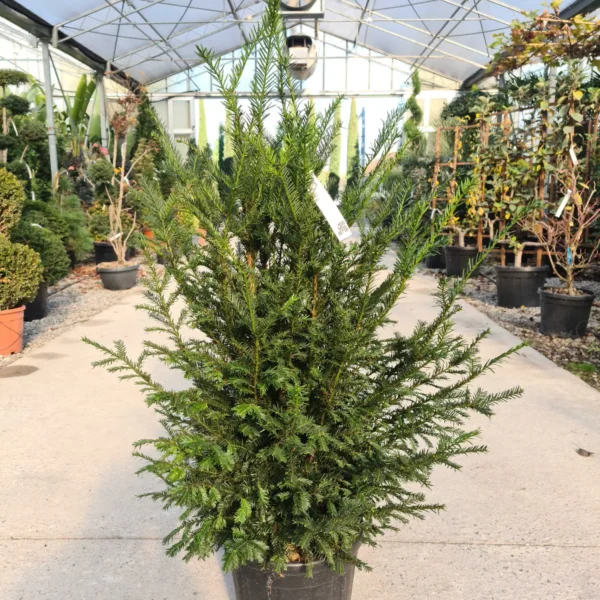 Taxus baccata (Navadna tisa)