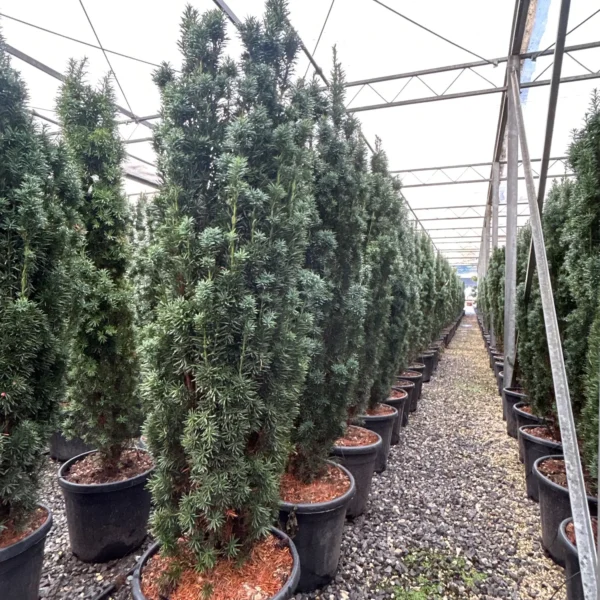 Taxus baccata 'Fastigiata' (Stebrasta tisa)