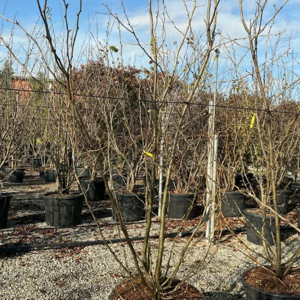 Gleditsia triacanthos 'Sunburst' (Trnata gledičevka/Gledičija)