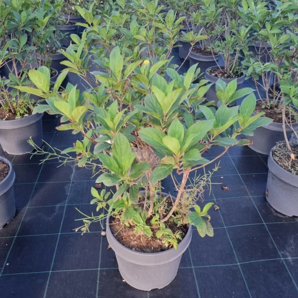 Hydrangea paniculata `Unique` (Latasta hortenzija)