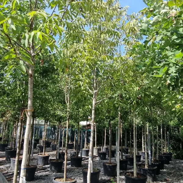 Juglans regia (Navadni oreh)