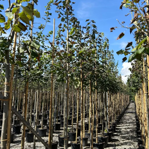 Tilia americana `1 Klón` (Ameriška lipa)