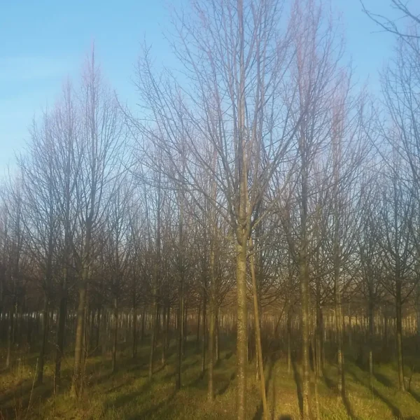 Tilia cordata 'Greenspire' (Lipovec)