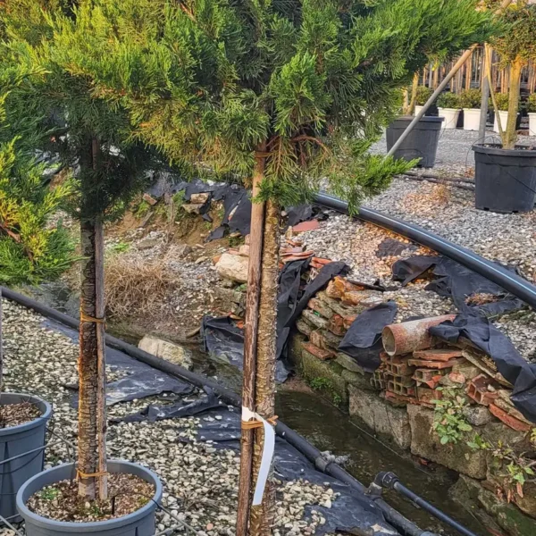 Juniperus sabina ´Tamariscifolia' (Polegli smrdljivi brin)