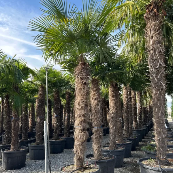 Trachycarpus fortunei (Palma - Visoka žumara)