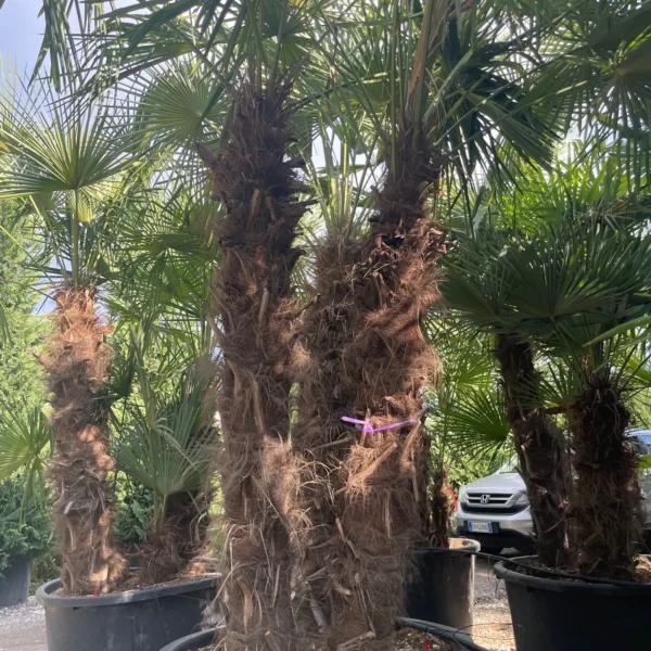 Trachycarpus fortunei (Palma - Visoka žumara)