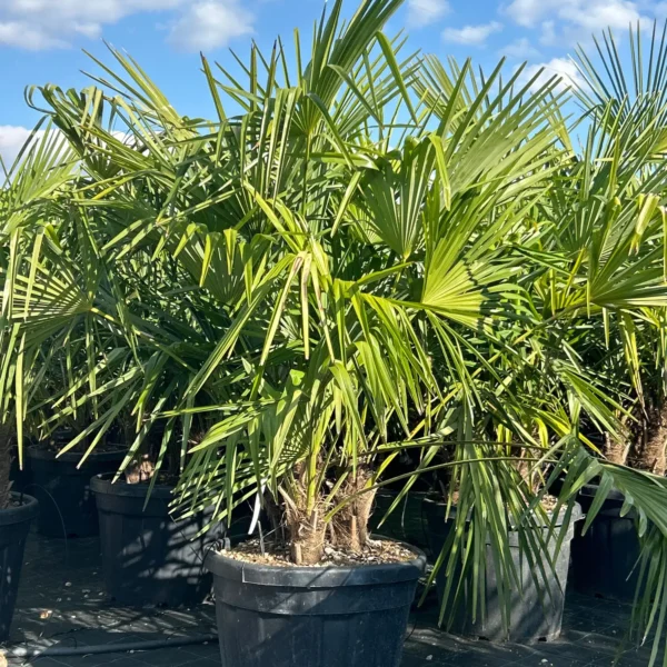 Trachycarpus fortunei (Palma - Visoka žumara)