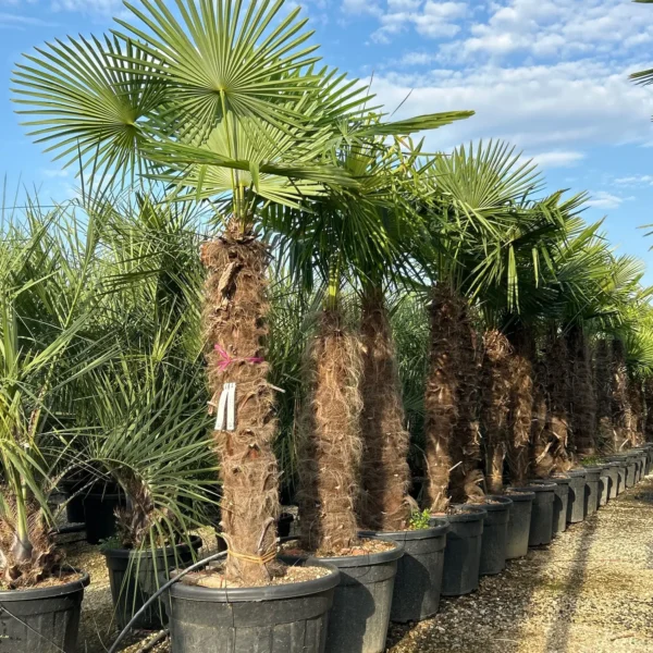 Trachycarpus fortunei (Palma - Visoka žumara)