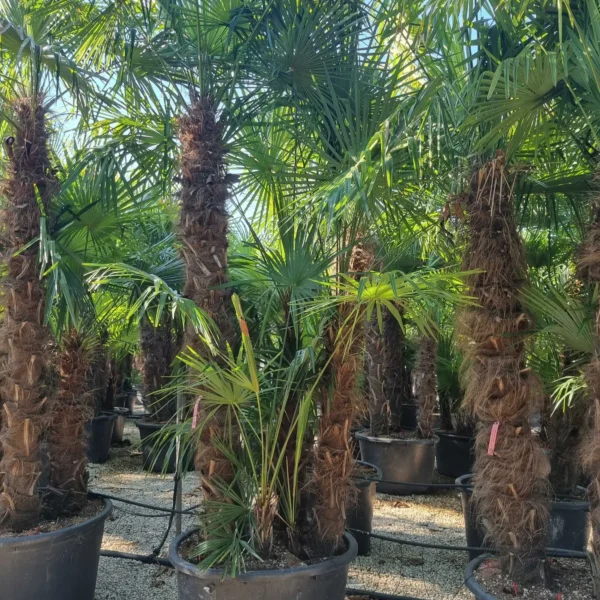 Trachycarpus fortunei (Palma - Visoka žumara)