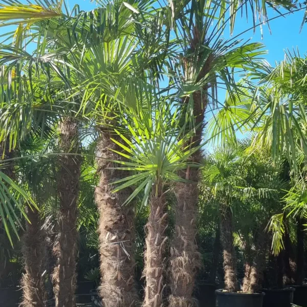 Trachycarpus fortunei (Palma - Visoka žumara)