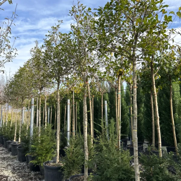 Magnolia 'Susan' (Sulanževa magnolija na steblu)