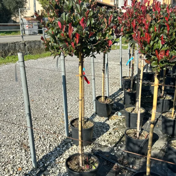 Photinia fraseri 'Nana' (Fotinija gojena na steblu )