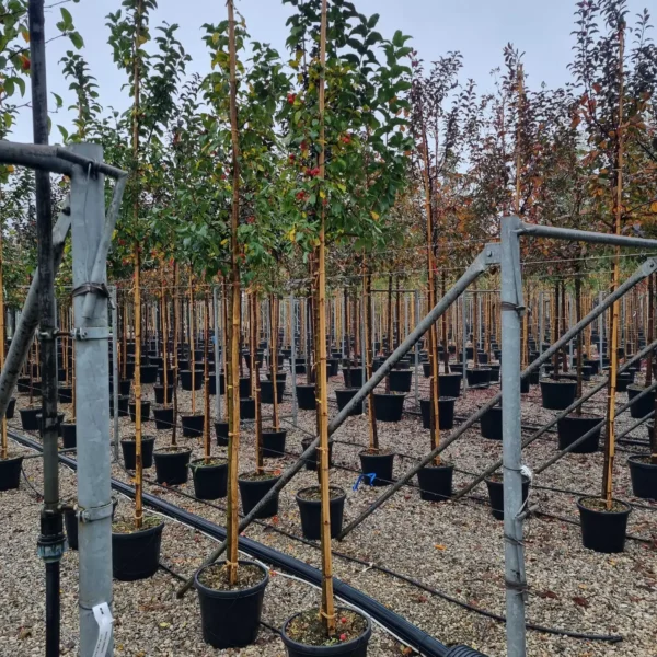 Malus 'Evereste' (Okrasna jablana)