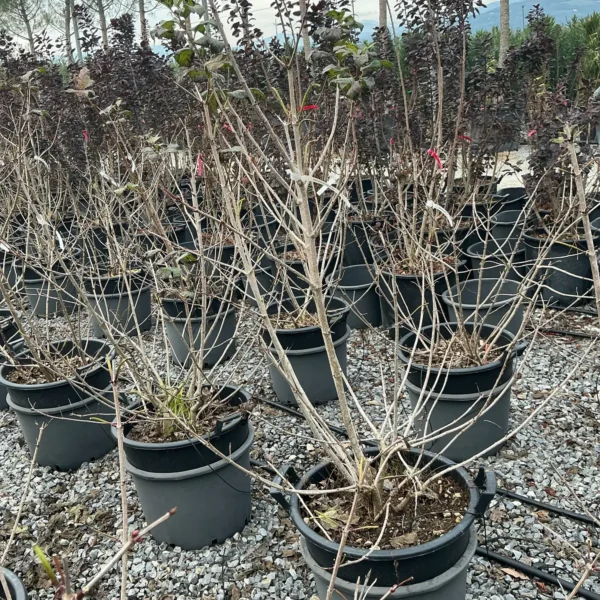 Viburnum opulus (Navadna brogovita)