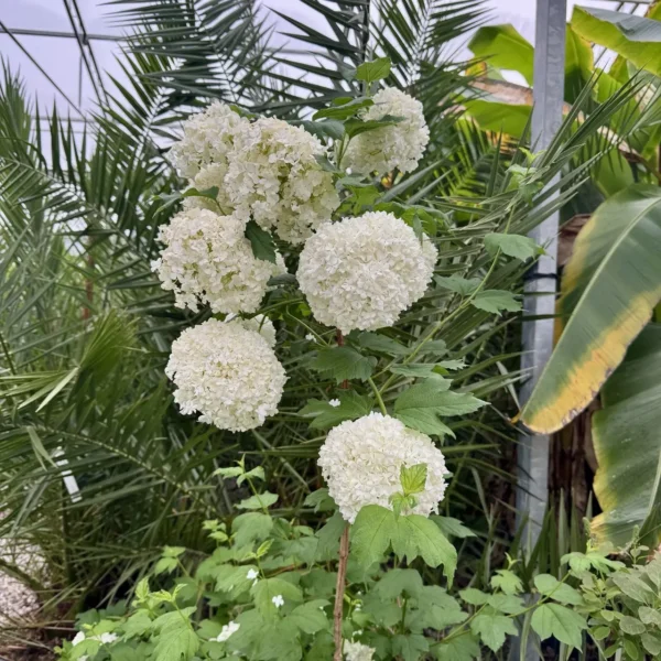 Viburnum opulus 'Roseum' (Snežna kepa)