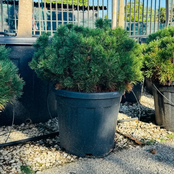 Pinus mugo var. pumilio (Rušje)
