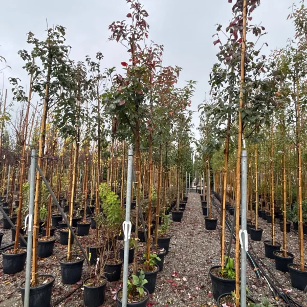 Prunus padus (Čremsa)