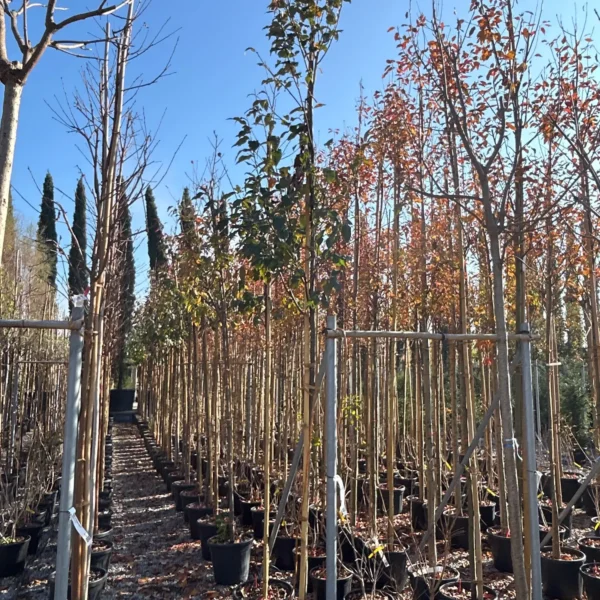 Prunus padus (Čremsa)