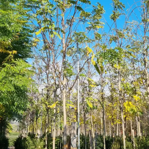 Robinia pseudoacacia 'Casque Rouge' (Nav. rdečecvet. robinija)