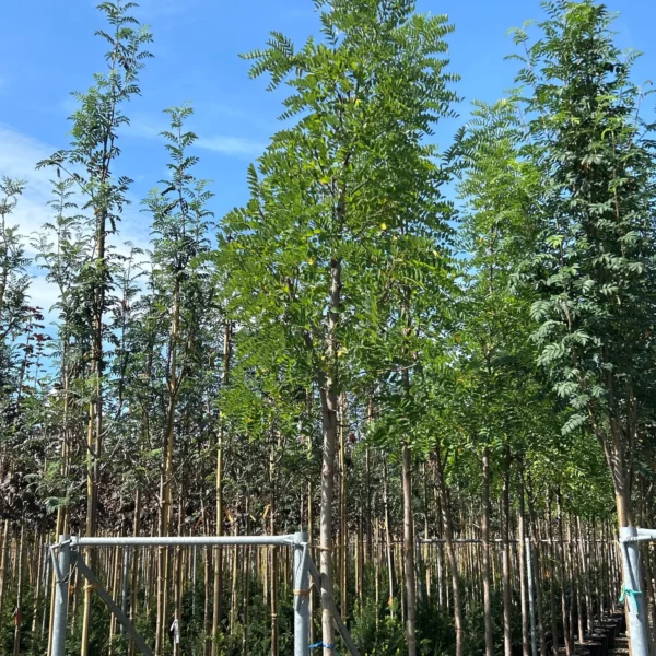 Robinia pseudoacacia 'Frisia' (Robinija cepljena na steblu)