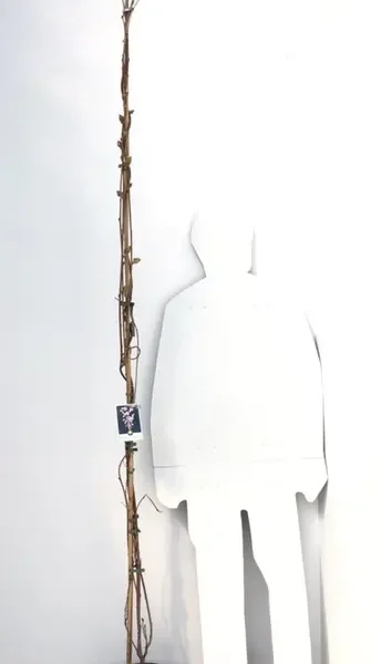 Wisteria sinensis 'Prolific' (Glicinija)