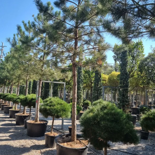 Pinus nigra var. austriaca (Črni bor)