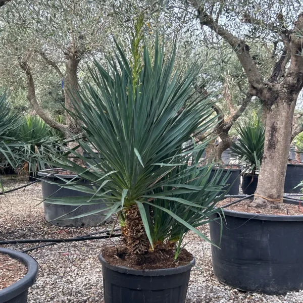 Yucca gloriosa (Bleščeča juka)