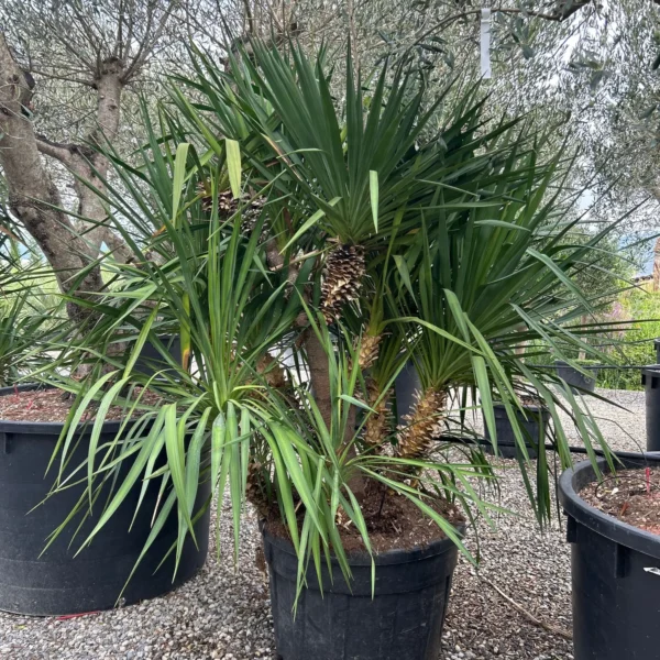Yucca gloriosa (Bleščeča juka)