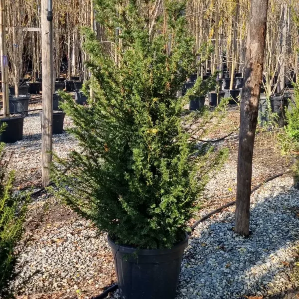 Taxus baccata (Navadna tisa)