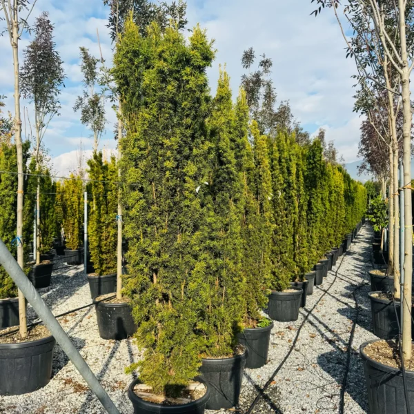 Taxus baccata 'Fastigiata Aurea' (Stebrasta tisa)