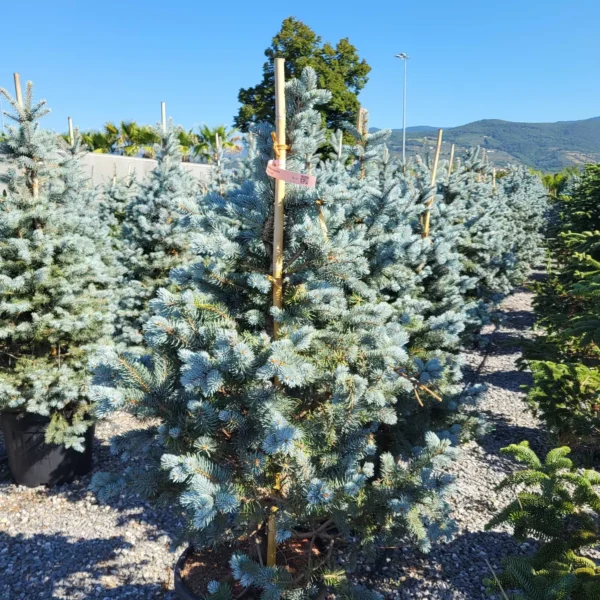 Picea pungens 'Hoopsii' (Srebrna bodeča smreka)