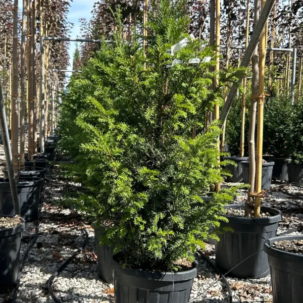 Taxus baccata (Navadna tisa)