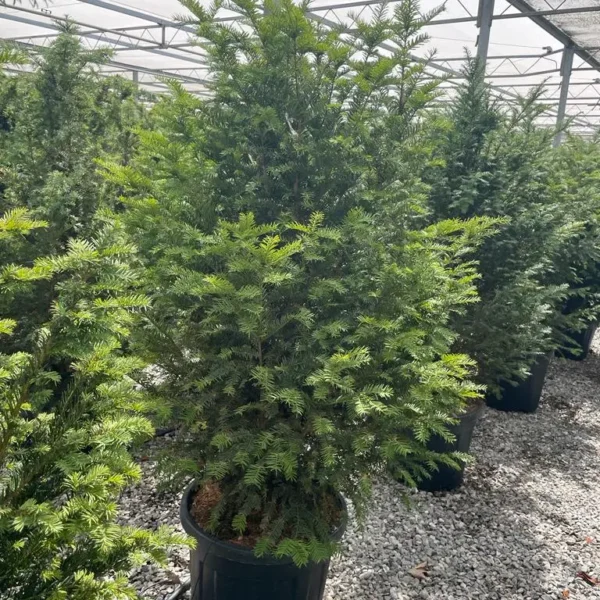 Taxus baccata (Navadna tisa)