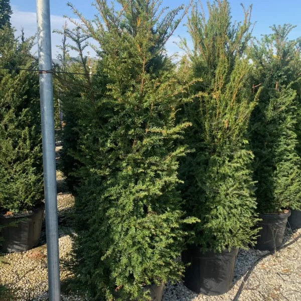 Taxus baccata (Navadna tisa)